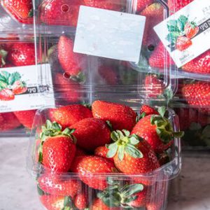 תות שדה ביו